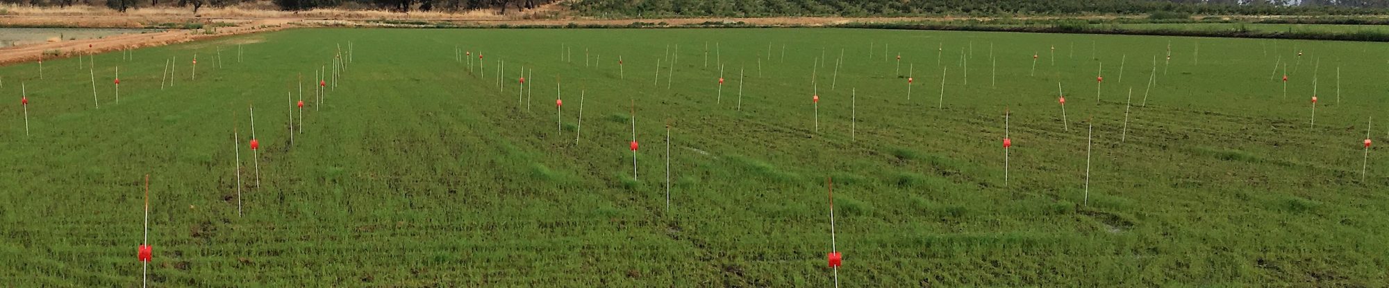 Field Trials Services SLL