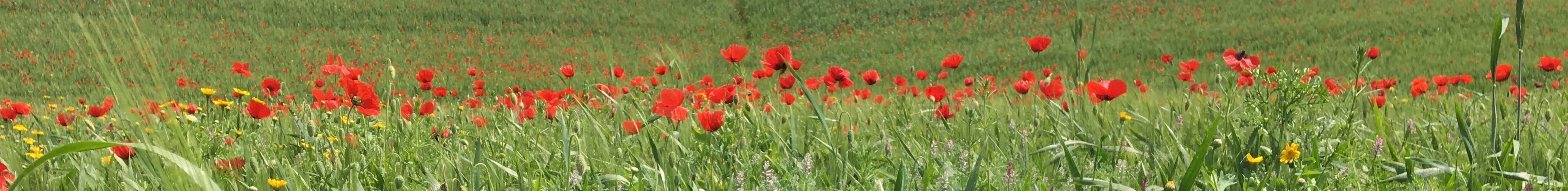 Field Trials